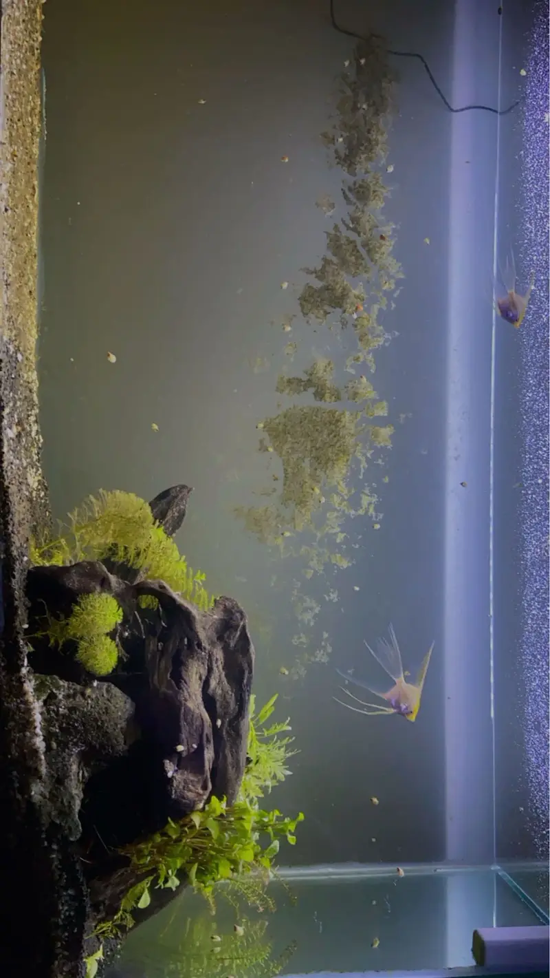 4.5 ft x 1.5 ft aquarium — photo 2