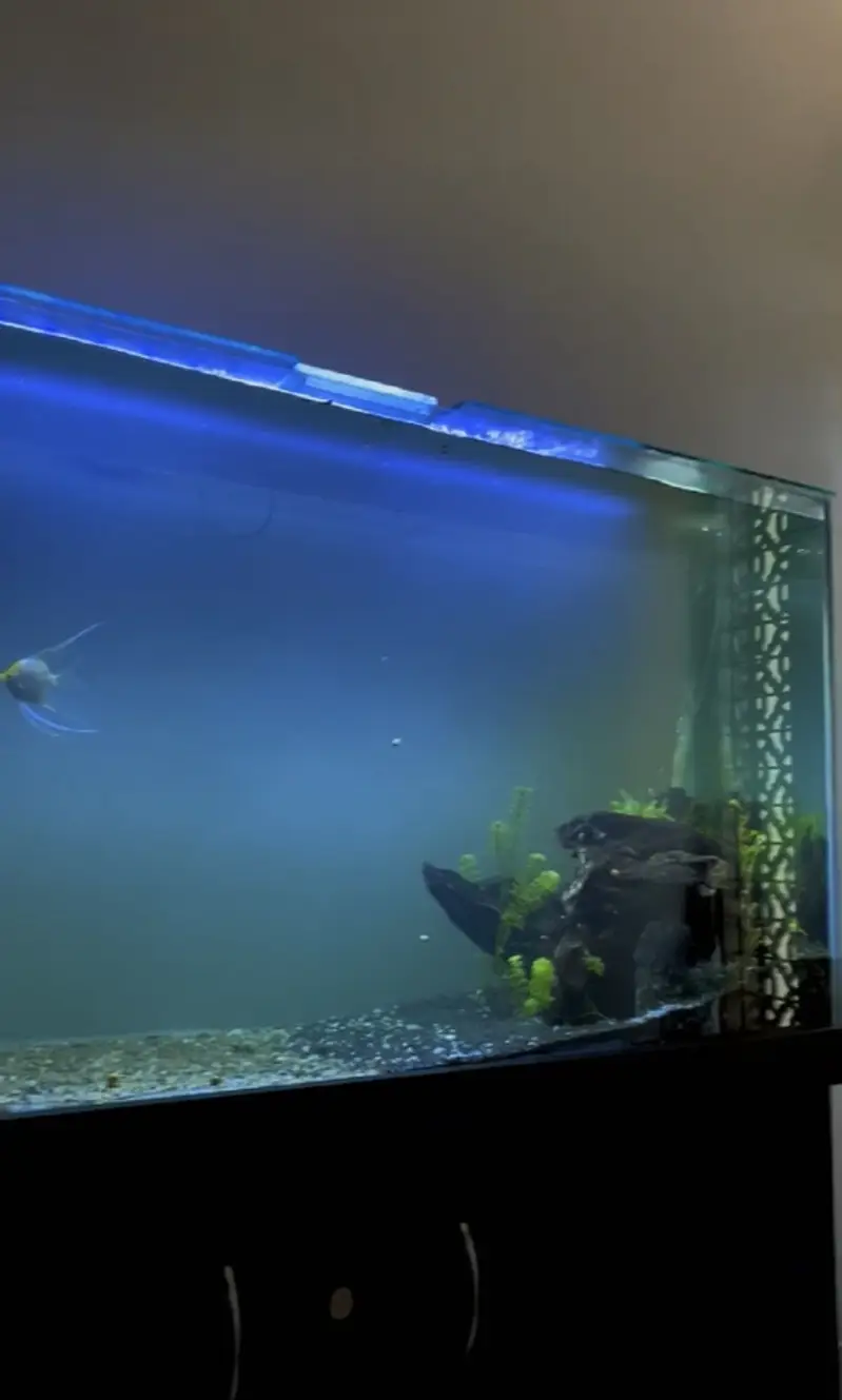 4.5 ft x 1.5 ft aquarium — photo 3
