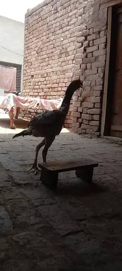 Prue dasí rooster available for sale