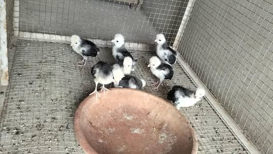 A+ Black Polish Chicks For Sale