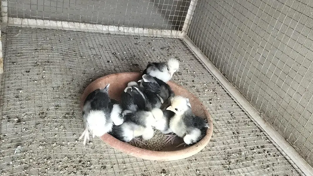 A+ Black Polish Chicks For Sale — photo 2