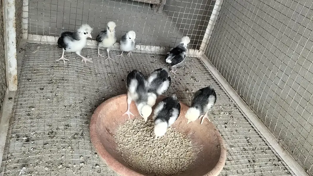 A+ Black Polish Chicks For Sale — photo 3