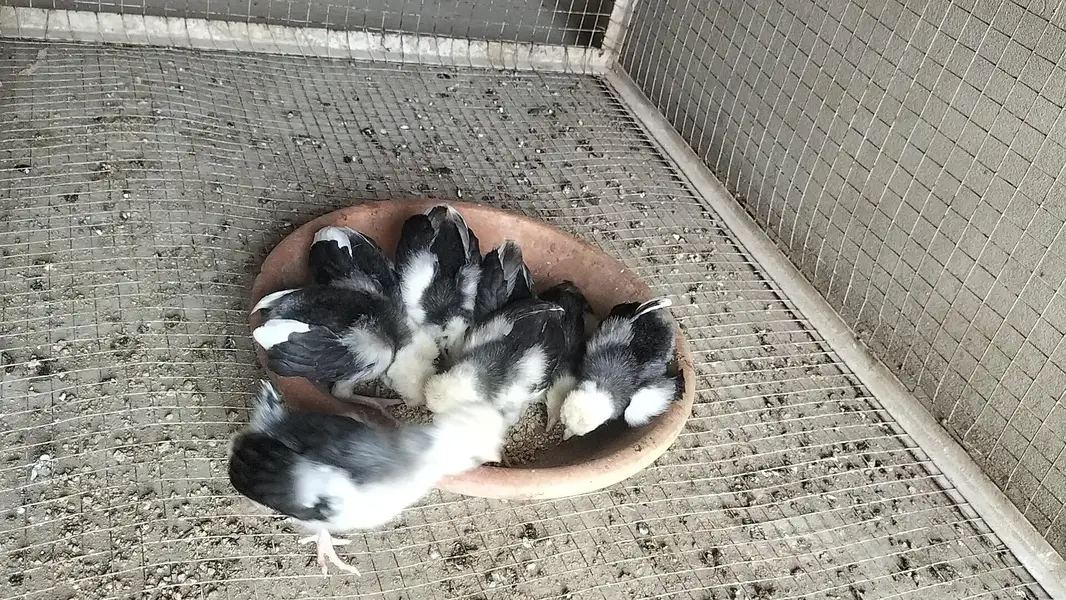 A+ Black Polish Chicks For Sale — photo 4