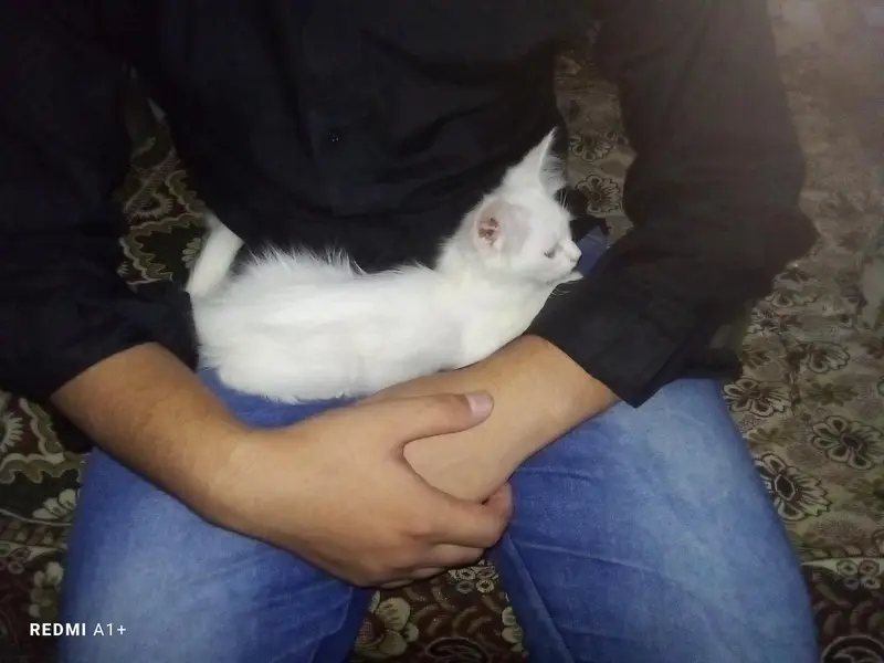 healthy and active most friendly Persian cat 03451572837