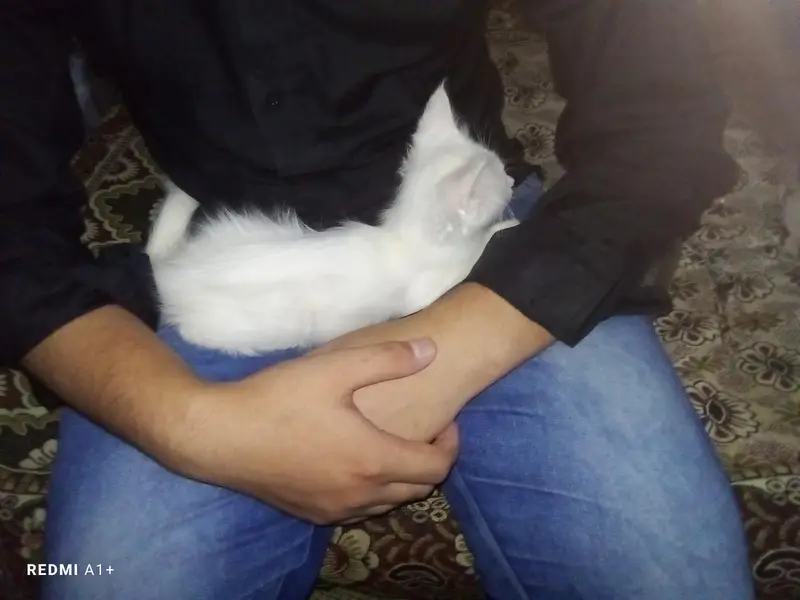 healthy and active most friendly Persian cat 03451572837 — photo 2