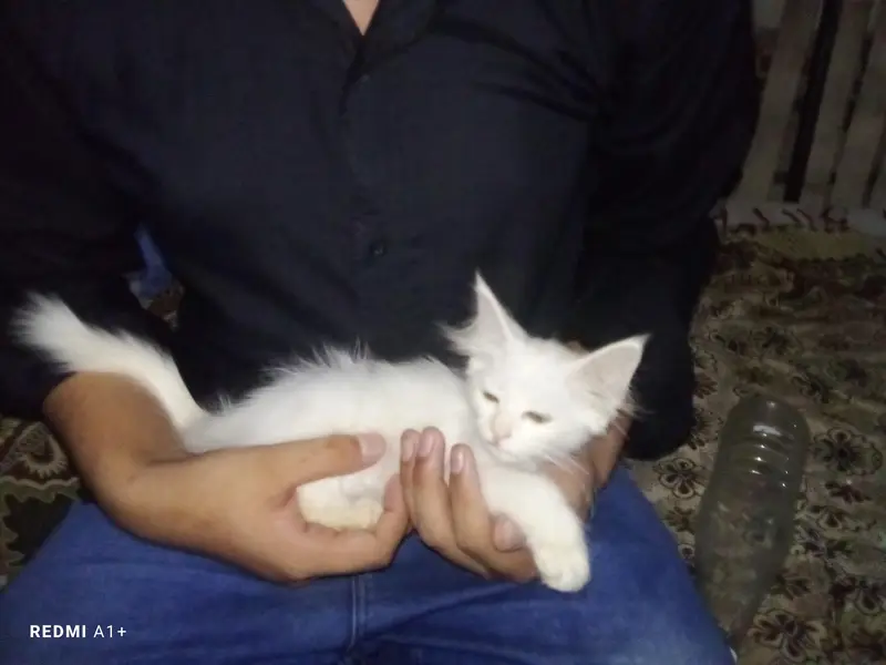 healthy and active most friendly Persian cat 03451572837 — photo 3