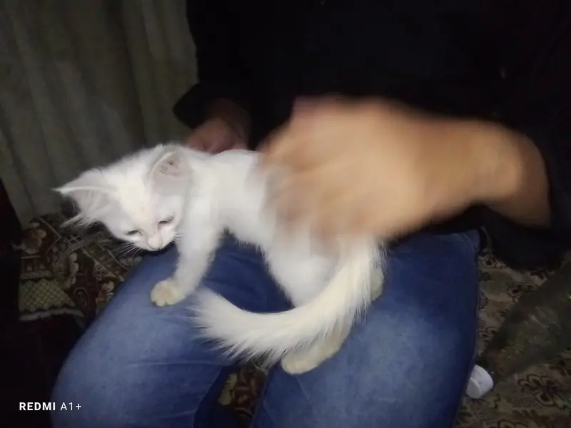 healthy and active most friendly Persian cat 03451572837 — photo 4
