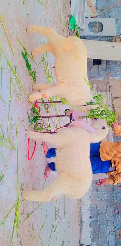 top quality sheep kajla pear for sale