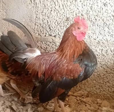 Bantam Japanese -Nankin bantam