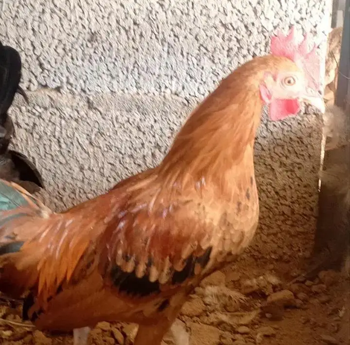 Bantam Japanese -Nankin bantam — photo 2
