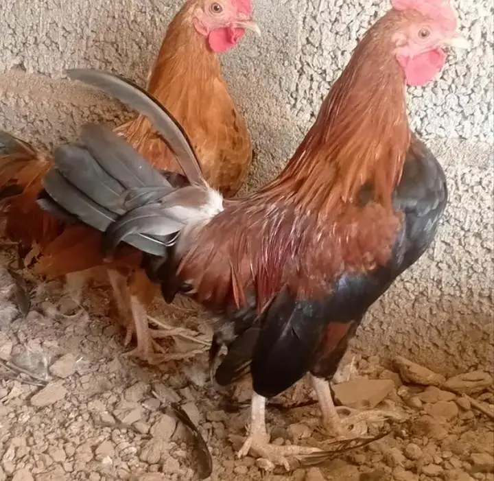 Bantam Japanese -Nankin bantam — photo 3