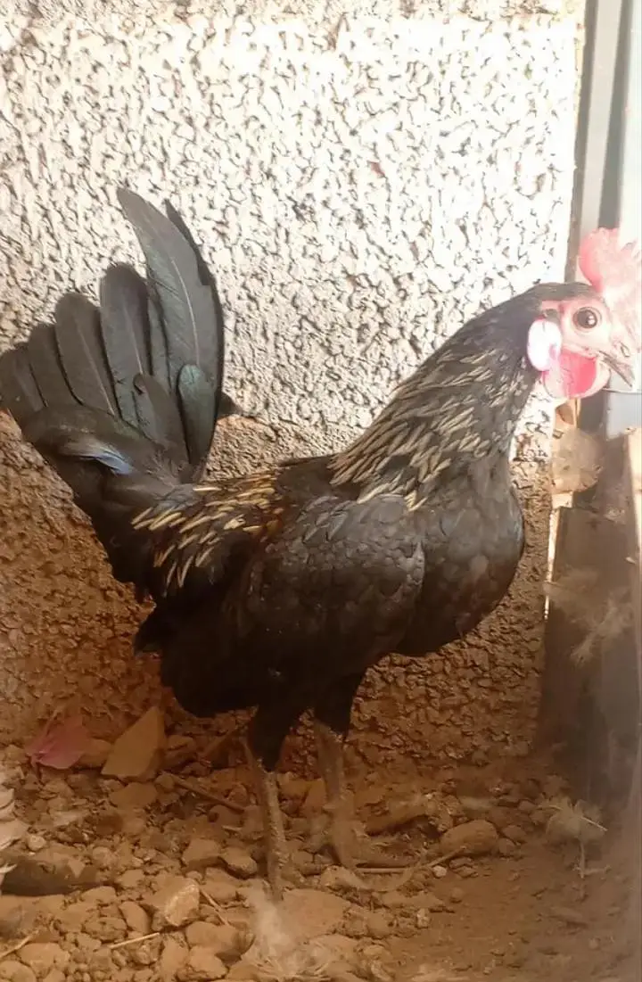 Bantam Japanese -Nankin bantam — photo 4