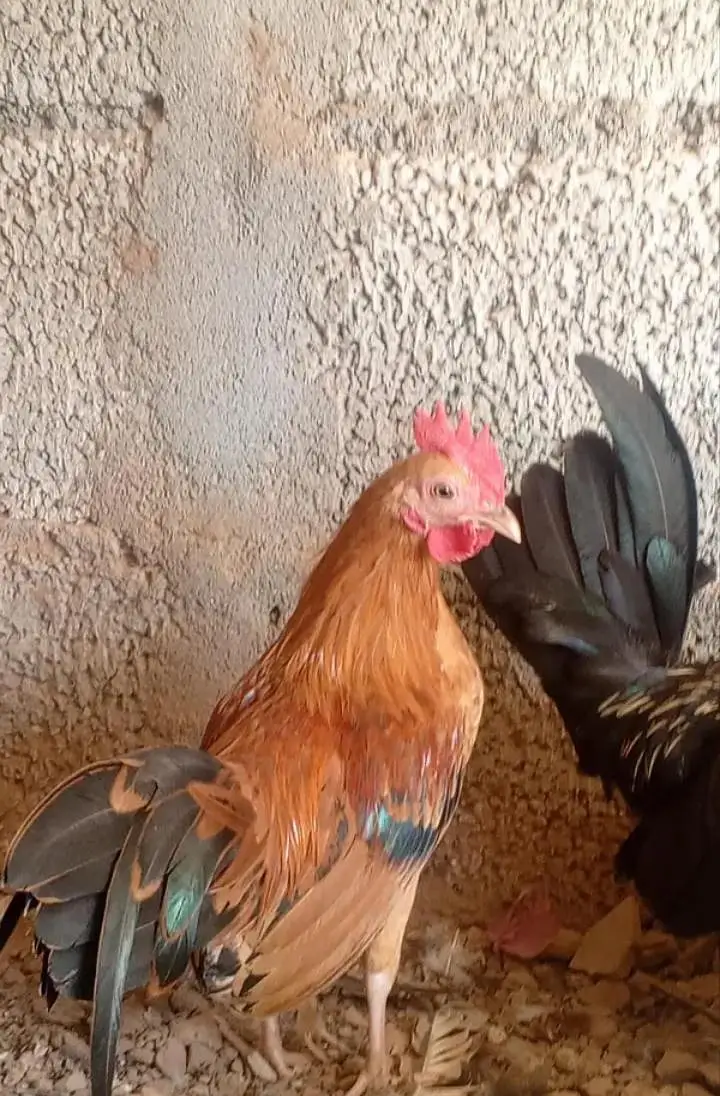 Bantam Japanese -Nankin bantam — photo 5