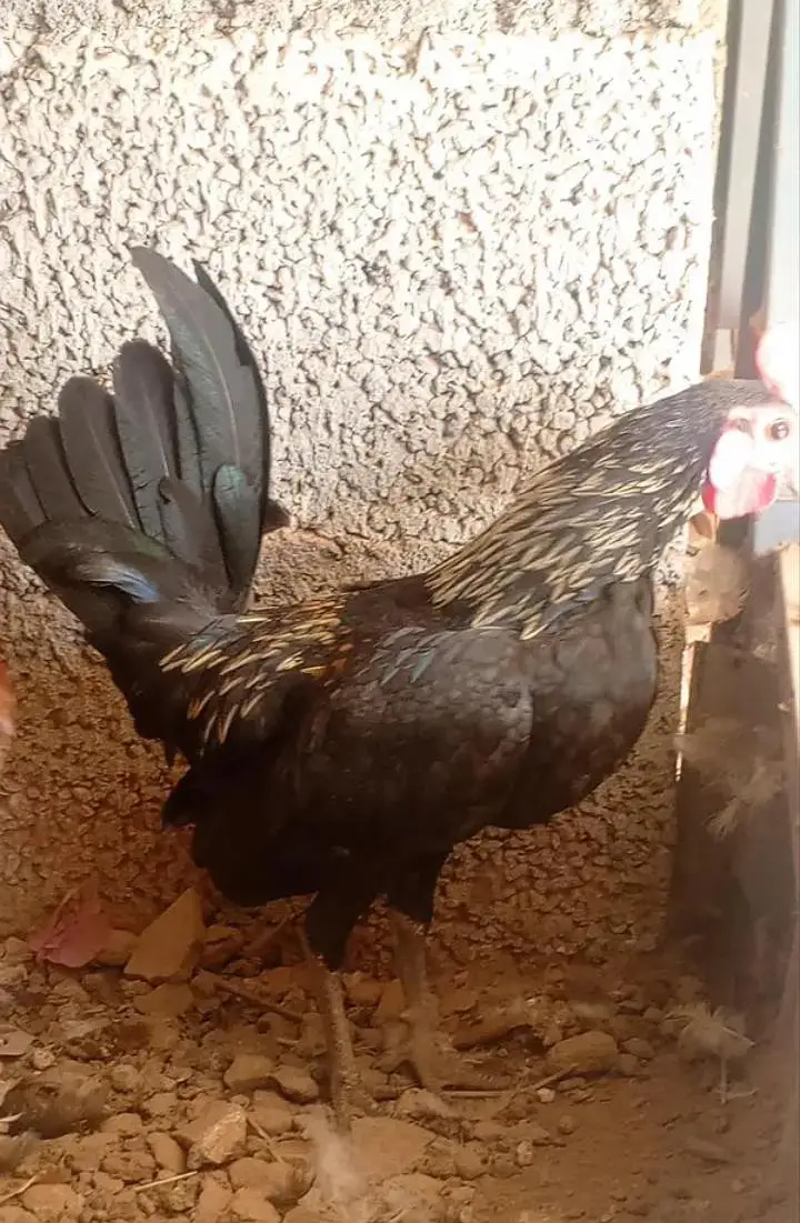 Bantam Japanese -Nankin bantam — photo 6