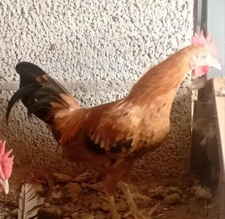 Bantam Japanese -Nankin bantam — photo 7