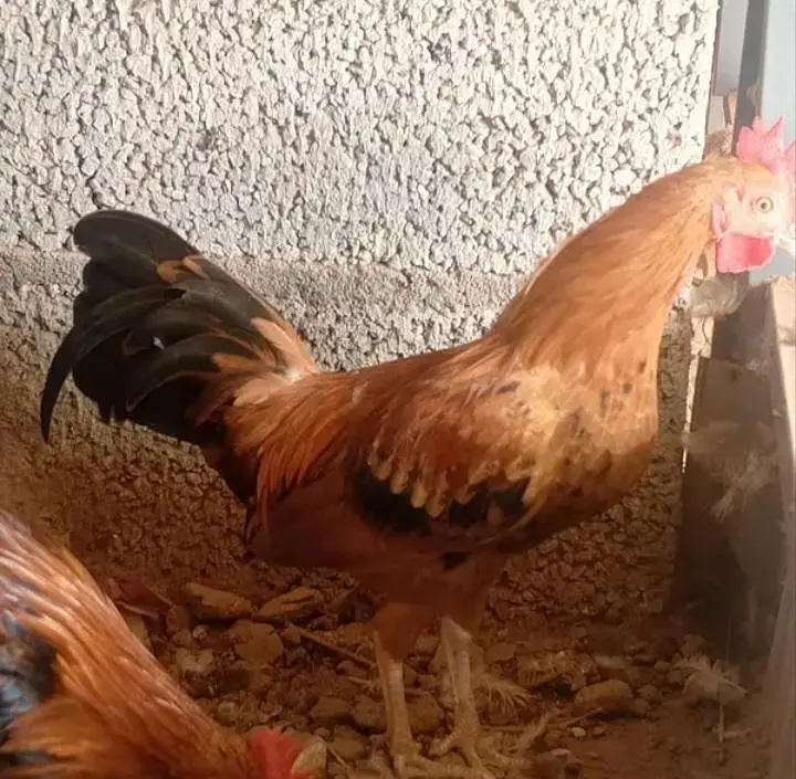 Bantam Japanese -Nankin bantam — photo 8