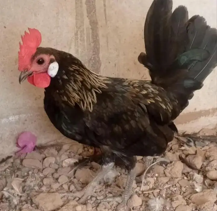 Bantam Japanese -Nankin bantam — photo 9