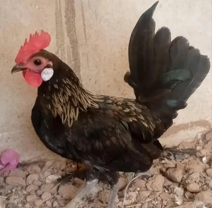 Bantam Japanese -Nankin bantam — photo 10
