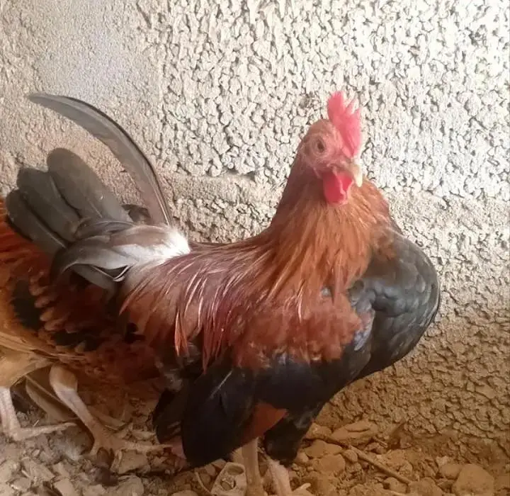 Bantam Japanese -Nankin bantam — photo 11