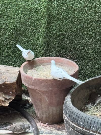 Pied dove pair