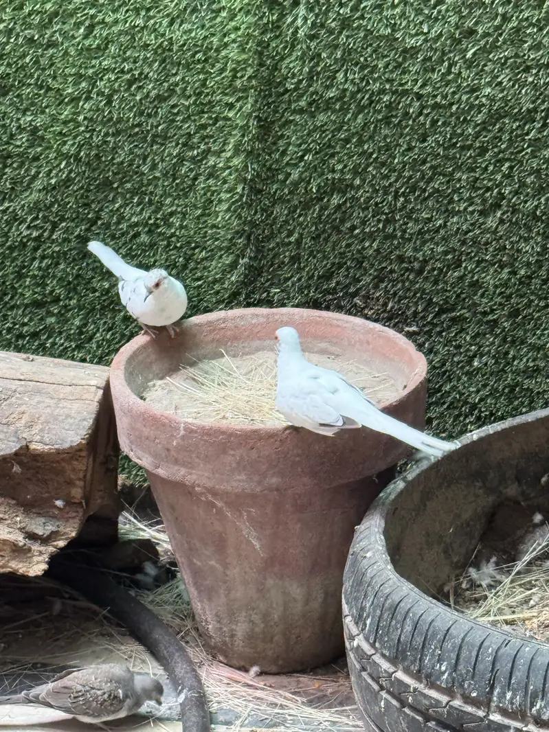 Pied dove pair