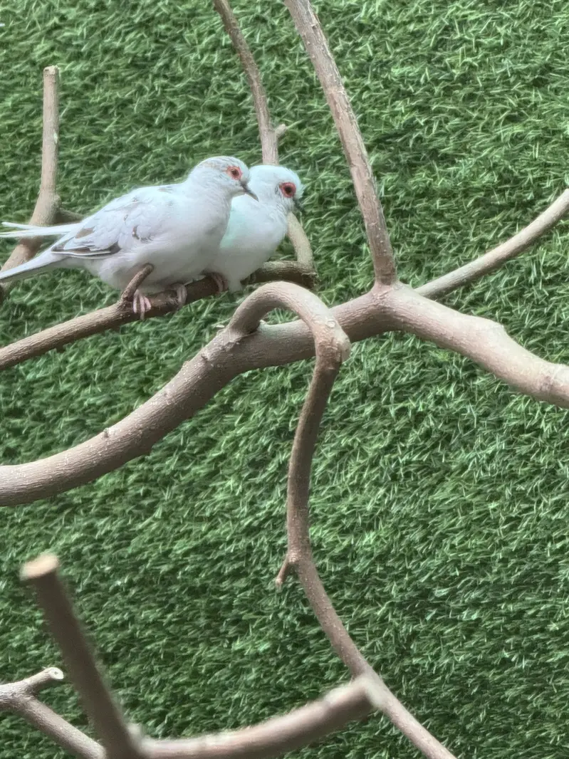 Pied dove pair — photo 2
