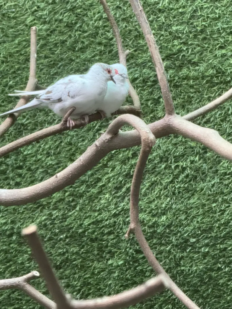 Pied dove pair — photo 3