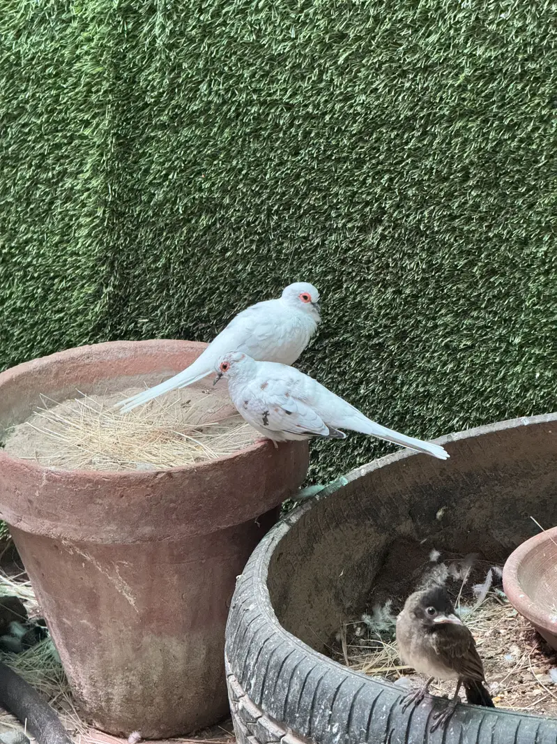 Pied dove pair — photo 4