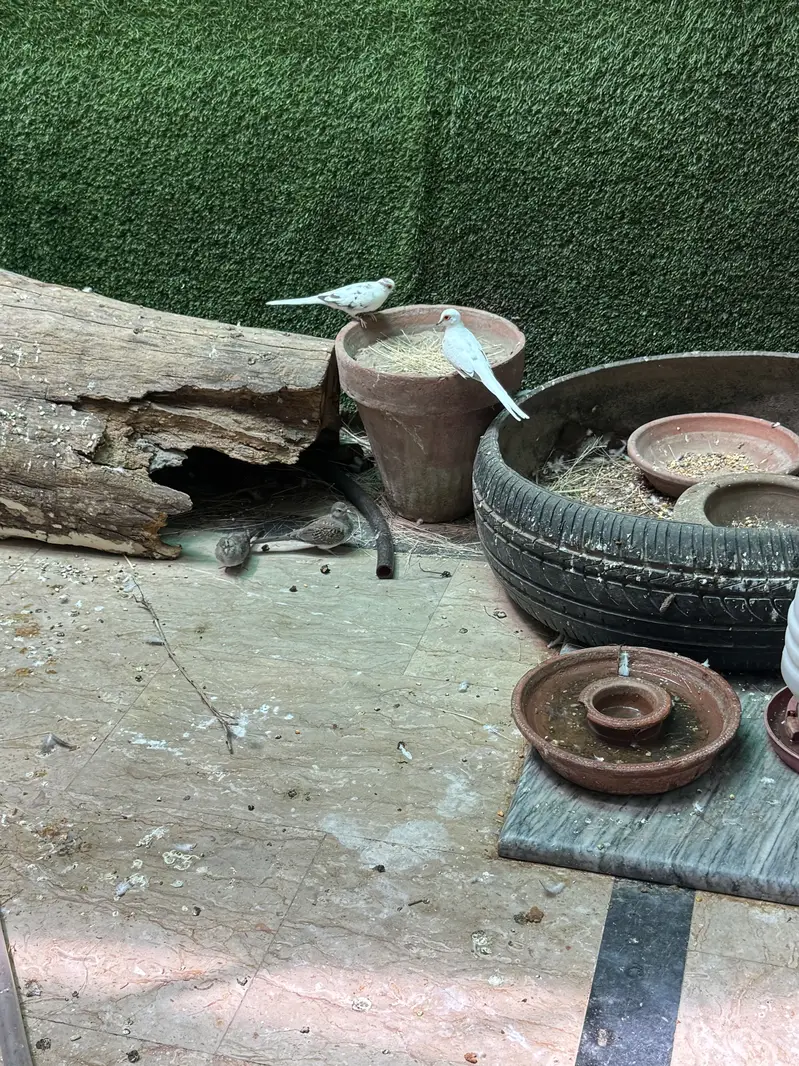 Pied dove pair — photo 5