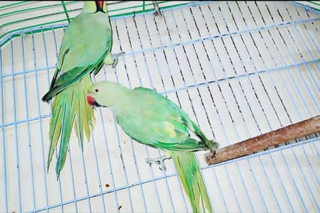 Beautiful Ringneck breeder pair