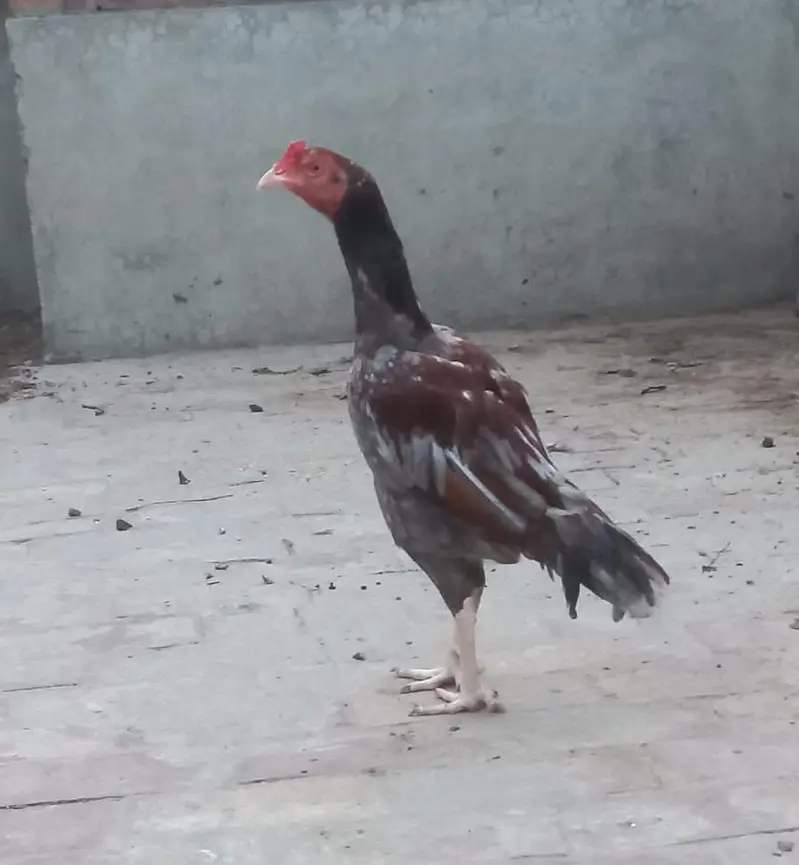 Saleta Male — photo 2