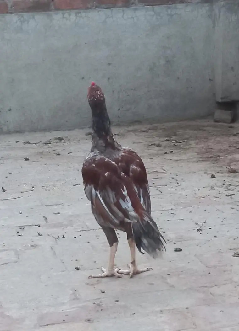 Saleta Male — photo 3