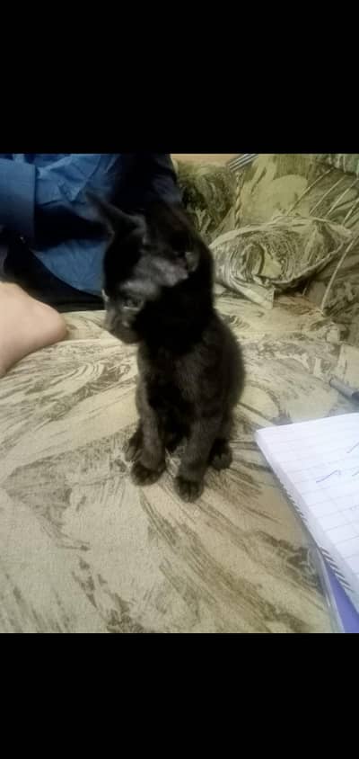 Kitten for sale