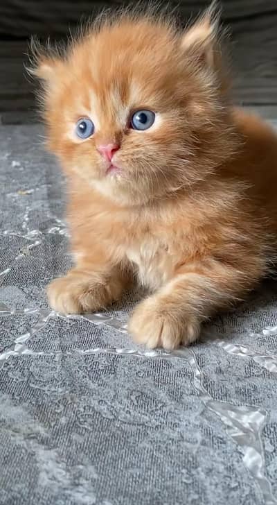 pure Persian cats vaccinated and healthy active WhatsApp/0346/4644037/