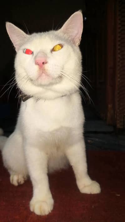  Persian Male Cat – Odd Eyes, Friendly & Healthy