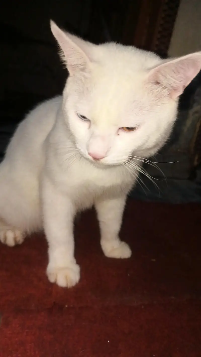  Persian Male Cat – Odd Eyes, Friendly & Healthy — photo 2