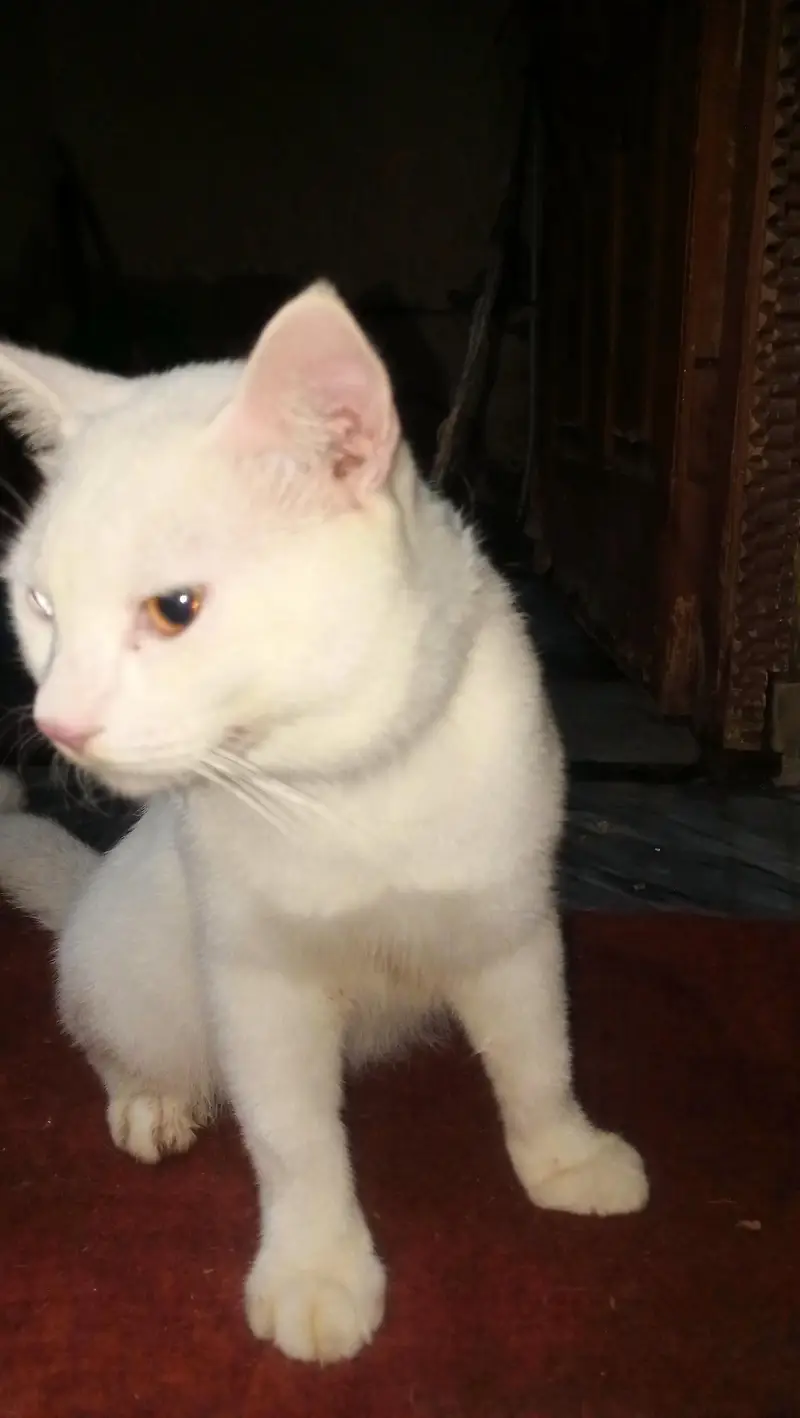  Persian Male Cat – Odd Eyes, Friendly & Healthy — photo 3