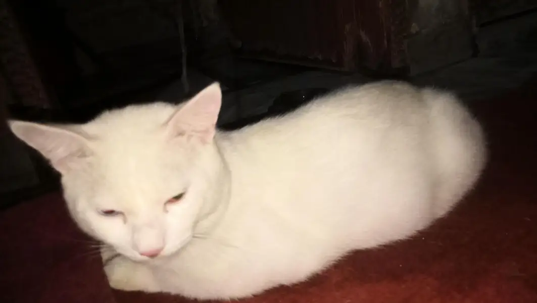  Persian Male Cat – Odd Eyes, Friendly & Healthy — photo 4