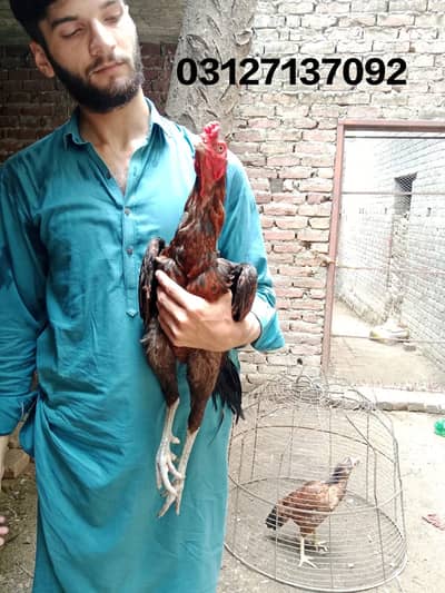 Aseel murgha for sale 03127137092 WhatsApp number