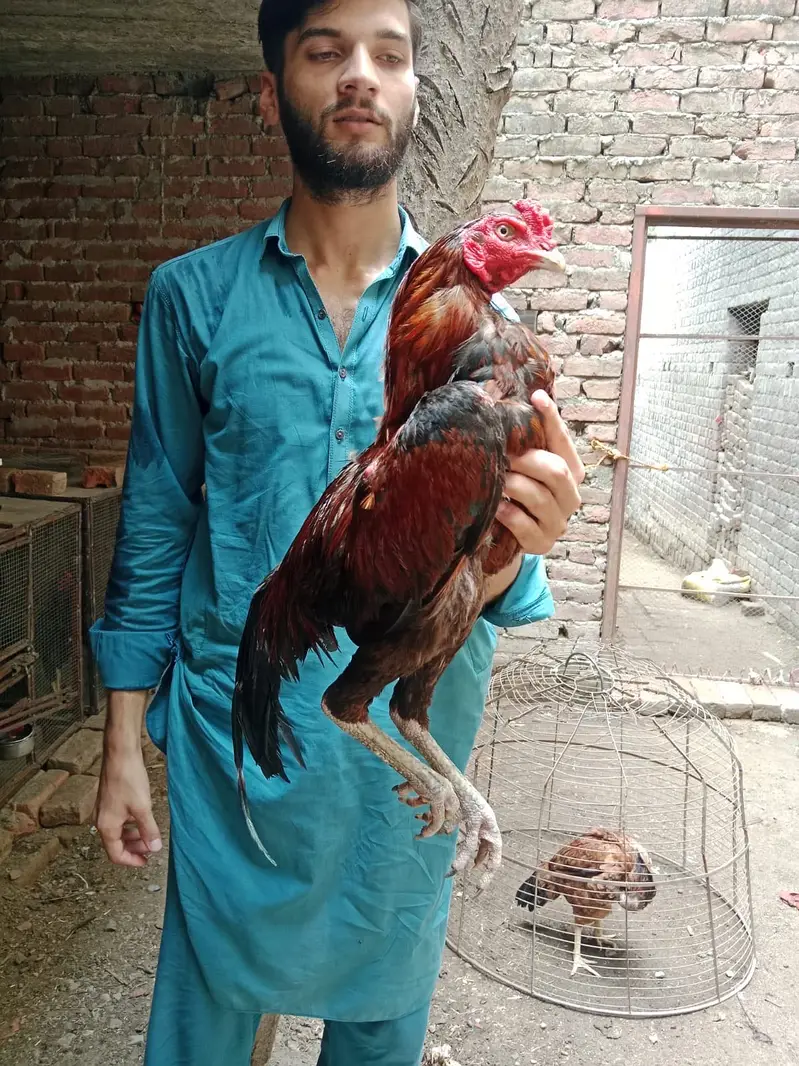 Aseel murgha for sale 03127137092 WhatsApp number — photo 4