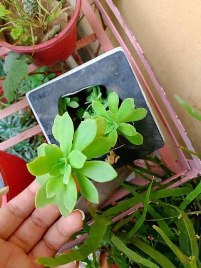 plant with pot