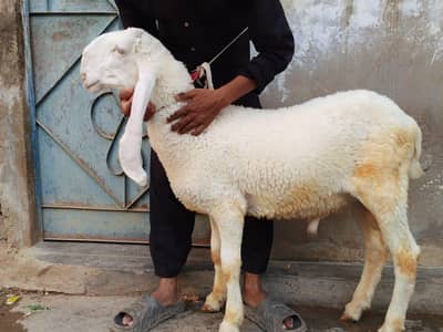 pure larkana A 1 quality jori palny wali chez