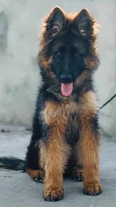 German shepherd puppies for sale healthy