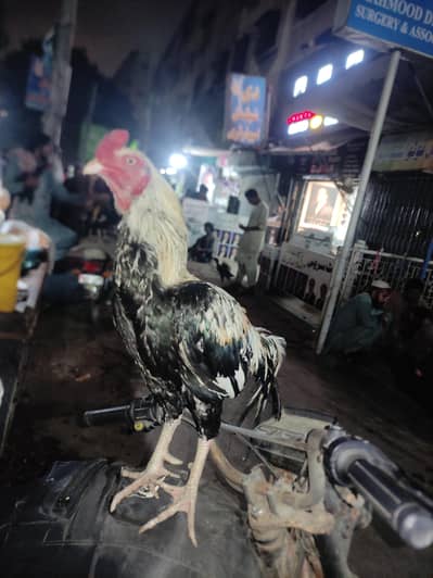 jawa murgha