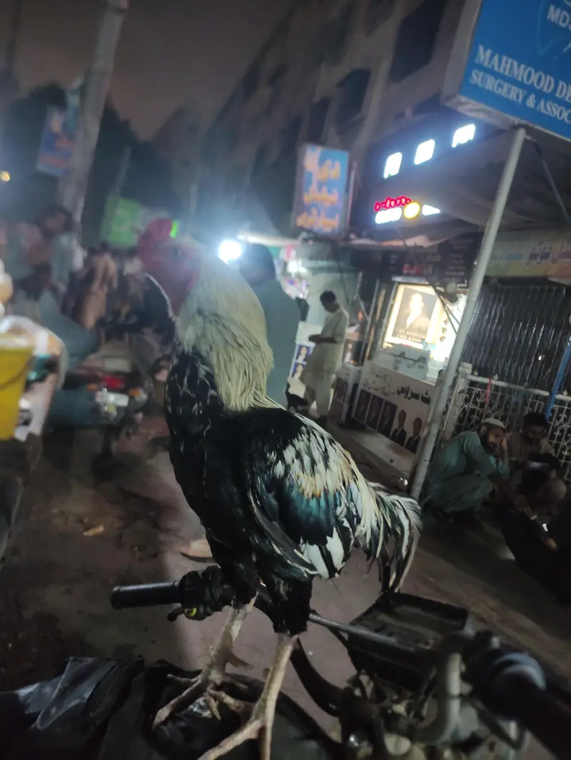 jawa murgha — photo 4