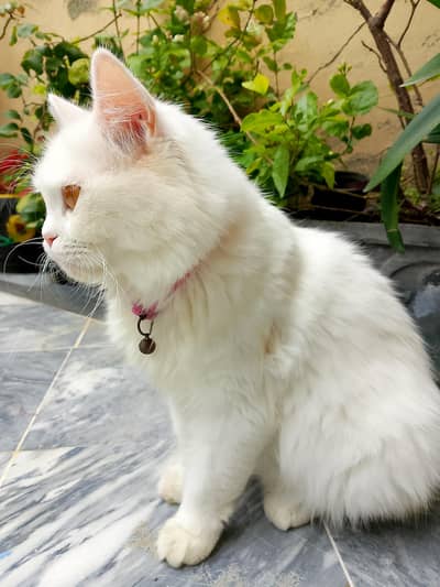 cat for sale