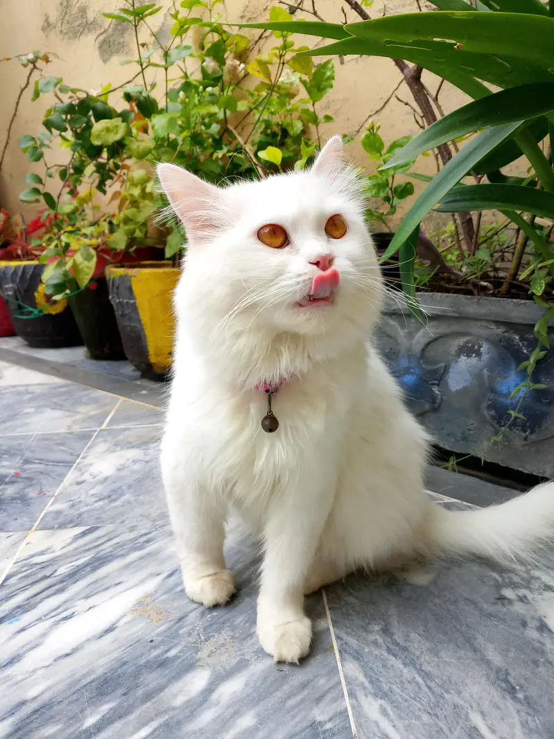 cat for sale — photo 2