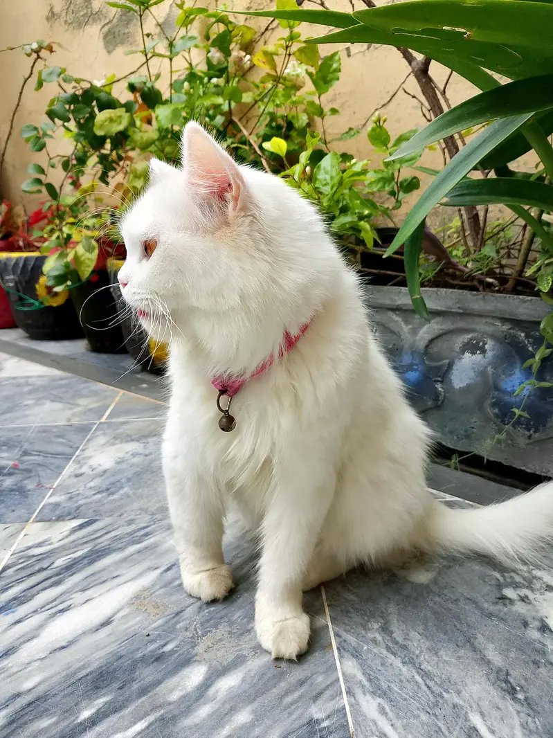cat for sale — photo 3