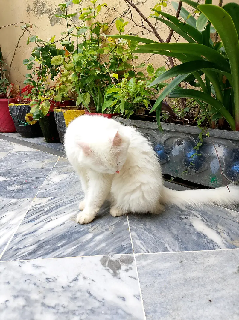 cat for sale — photo 4