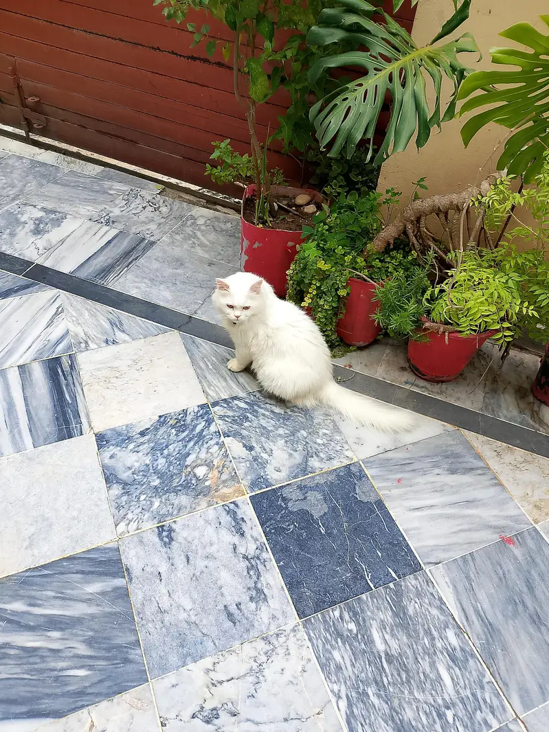 cat for sale — photo 5